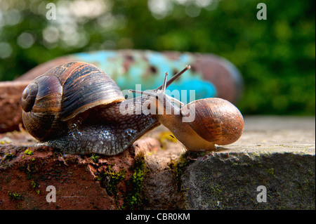 Zwei Schnecken treffen auf eine Gartenmauer Stockfoto