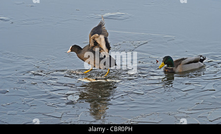 Erwachsenen Blässhuhn versucht, aus einem eisigen See mit einer Stockente auf abheben. Stockfoto