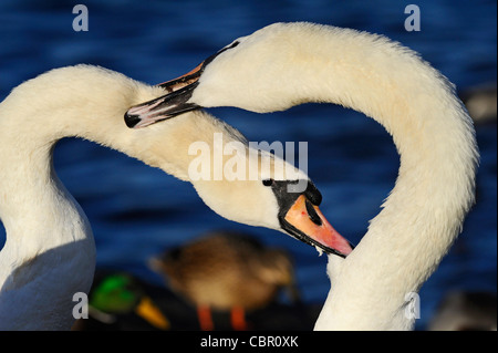 Dominierende erwachsenen männlichen Höckerschwan sein Territorium zu schützen, von einem jungen männlichen Höckerschwan Stockfoto