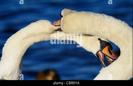 Dominierende erwachsenen männlichen Höckerschwan sein Territorium zu schützen, von einem jungen männlichen Höckerschwan Stockfoto