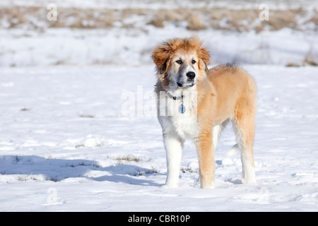 Große, gemischte Rasse Welpen, stehen im Freien, im Winter. Stockfoto