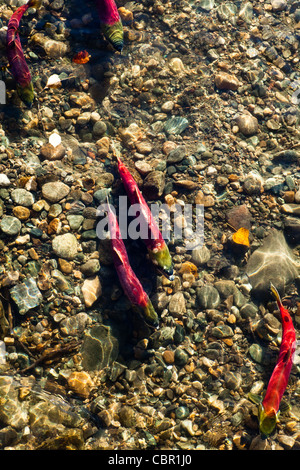 Adams River Salmon Run In Kamloops, BC Kanada 2010, Stockfoto