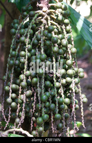 Palmsonntag: Caryota Mitis LUnser. Clustering Fishtail Palm (burmesische Fishtail Palm) Stockfoto