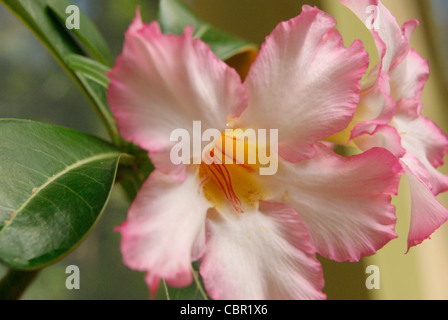 Seltene Mischfarbe Blume fand im Botanischen Garten und Research Institute of Palode in Kerala Stockfoto