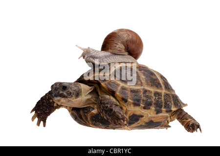 kleine Schnecke reitet auf einer großen Schildkröte isoliert auf weiss Stockfoto