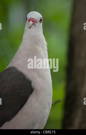 Wildes rosa Taube Columba (ehemals Nesoenas) Mayeri unteren Black River Gorges, Mauritius. Mauritius Wildlife foundation Stockfoto