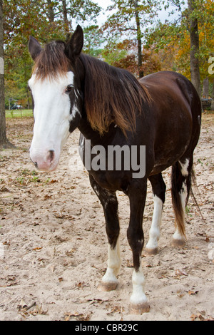 Sonny, oder "Ness Mitternacht Sohn", einer der Marilyn Kinneys Tennessee Walking Horses Stockfoto