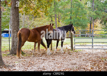 Tennessee Walking Horses von Walking Horse Farm in Cut N Shoot, Texas. Stockfoto