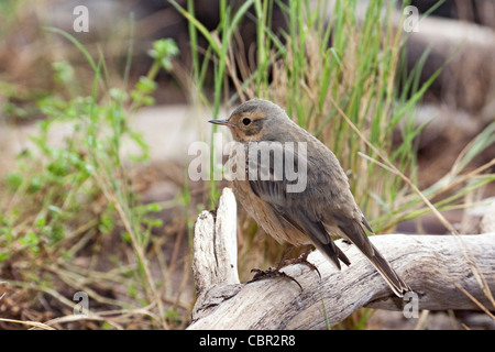 Amerikanische Pieper Anthus Rubescens Monterey, Kalifornien, Vereinigte Staaten 22 April Adult Gefieder MOTACILLIDAE Zucht Stockfoto