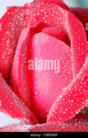 Rote Rose und Wasser Tropfen - Makro, Nahaufnahme Stockfoto