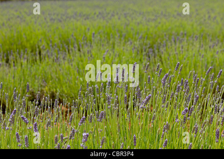 Lavendel ist an eine Reihe von Standorten im Norden Tasmaniens bewirtschaftet. Stockfoto