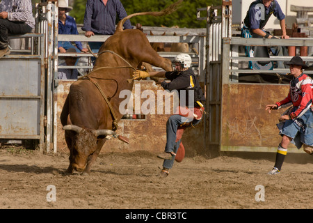 Bullenreiten Aktion beim Dayboro Land rodeo Stockfoto