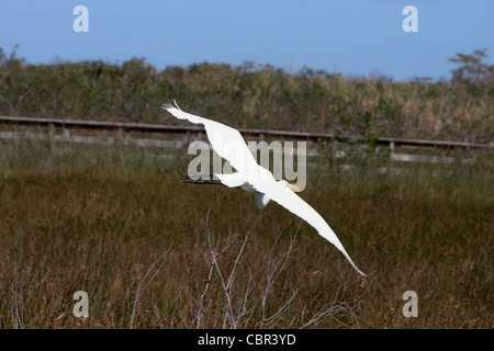 Eine große Silberreiher im Flug Stockfoto