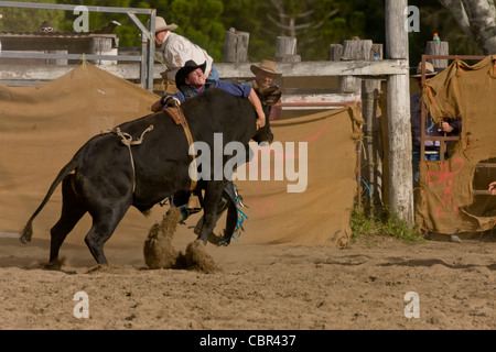 Bullenreiten Aktion beim Dayboro Land rodeo Stockfoto