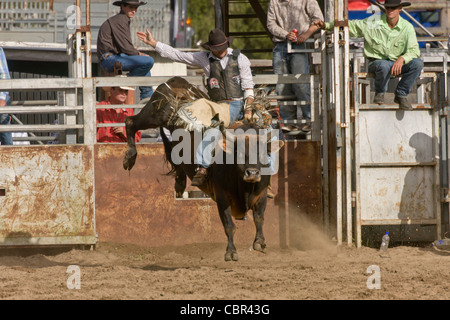 Bullenreiten Aktion beim Dayboro Land rodeo Stockfoto