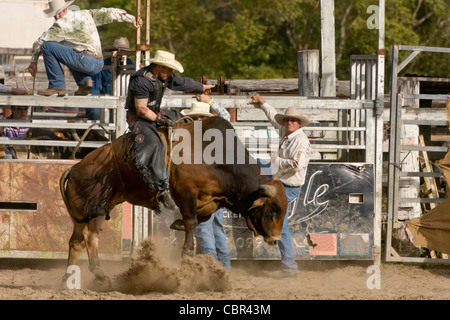 Bullenreiten Aktion beim Dayboro Land rodeo Stockfoto