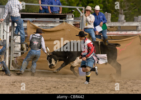 Bullenreiten Aktion beim Dayboro Land rodeo Stockfoto