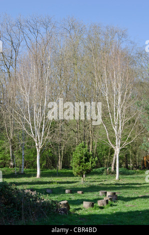 Sonne-Schattenwurf in einer Waldlichtung mit Silber Birken Stockfoto