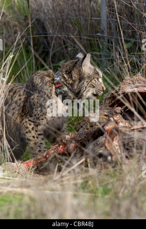 Wilde Iberische Luchs Fütterung auf Karkasse des Rotwildes im Drahtzaun gefangen Stockfoto