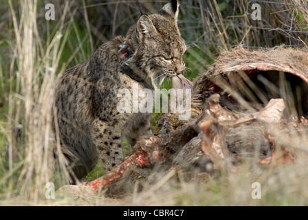 Wilde Iberische Luchs Fütterung auf Karkasse des Rotwildes im Drahtzaun gefangen Stockfoto