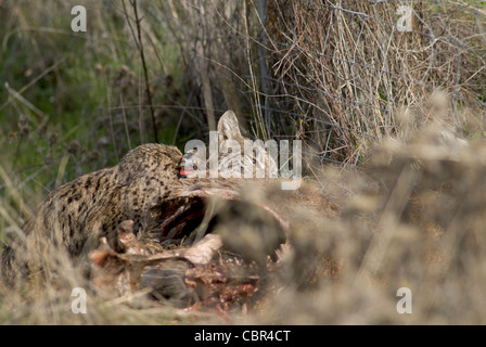 Wilde Iberische Luchs Fütterung auf Karkasse des Rotwildes im Drahtzaun gefangen Stockfoto