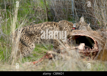 Wilde Iberische Luchs Fütterung auf Karkasse des Rotwildes im Drahtzaun gefangen Stockfoto