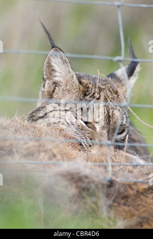 Wilde Iberische Luchs Fütterung auf Karkasse des Rotwildes im Drahtzaun gefangen Stockfoto