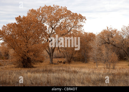 Maultier-Rotwild Weiden unter einer Pappel Baum Stockfoto