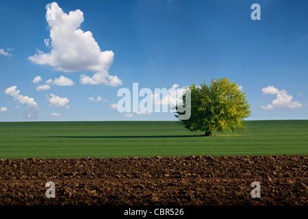 Ein einsamer Baum inmitten einer grünen Wiese Landschaft unter einem tiefblauen Himmel mit weißen Wolken, italienische Landschaft. Stockfoto