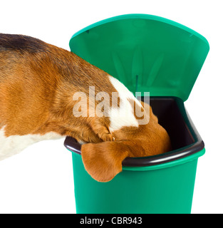 Der Hund prüft eine grüne Mülltonne Stockfoto