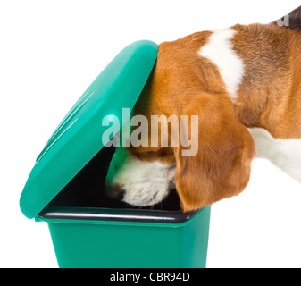 Der Hund prüft eine grüne Mülltonne Stockfoto