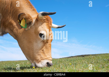 Spitze einer Kuh grasen auf einer Wiese in Lagos de Covadonga, Asturien, Spanien Stockfoto