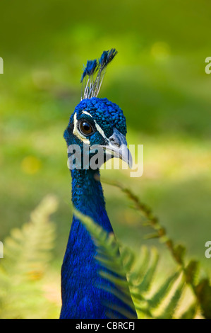 Vertikale Nahaufnahme von einem männlichen Pfau, aka Pfauen draußen in der Sonne. Stockfoto