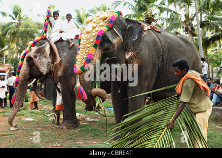 Ein Tempelfest in Varkala, Kerala, Indien, mit den Elefanten auf der Parade vorbereitet. Stockfoto