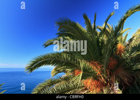 Dattelpalme mit Früchten über Mittelmeer Stockfoto