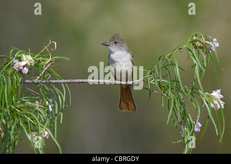 Asche-throated Flycatcher, Myiarchus Cinerascens Catalina State Park, Tucson, ARIZONA, USA April Erwachsenen Tyrannidae Stockfoto