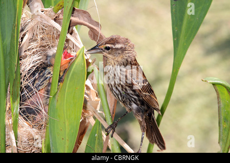 Rotschulterstärling nest Stockfoto