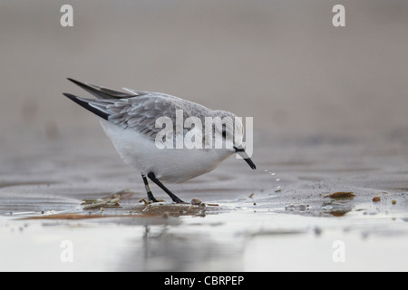 Sanderling, Calidris Alba im Winterkleid, ernähren sich von der Küste bei Donna Nook Naturschutzgebiet, Lincolnshire, UK Stockfoto