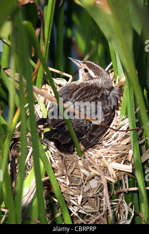 Rotschulterstärling nest Stockfoto