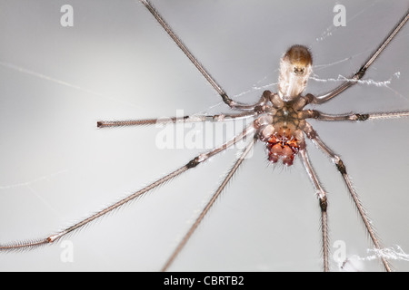 Nahaufnahme von der Unterseite des lang-bodied Keller Spinne (Pholcus Phalangioides), aufgenommen in Surrey, Süd-Ost-England, UK Stockfoto