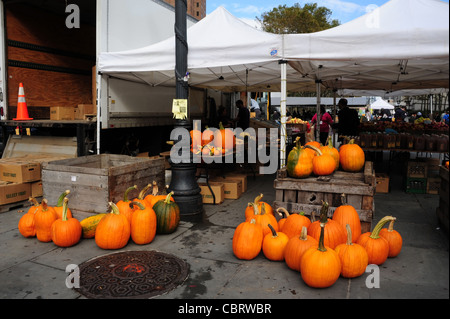 Orangefarbene Kürbisse auf Steinplatten und weißen Baldachin Markt stall Holzkisten, Brooklyn Borough Hall Greenmarket, Columbus Plaza, Stockfoto