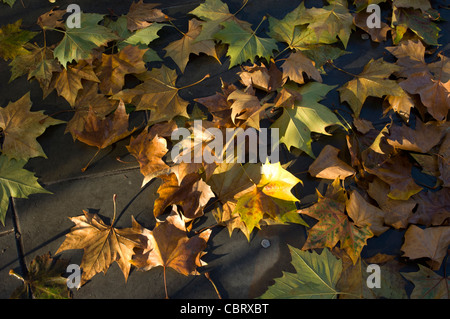 London, England. Ahorn (London Platane) lässt im gefleckten Herbstsonne. Stockfoto