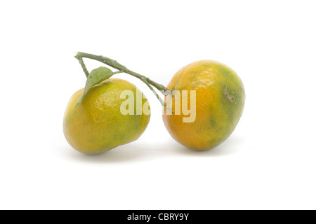 Zwei reife Mandarinen mit Stiel und Blatt isoliert auf weißem Hintergrund. Stockfoto