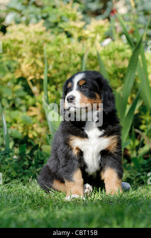 Berner Sennenhund Welpen Porträt im Garten Stockfoto