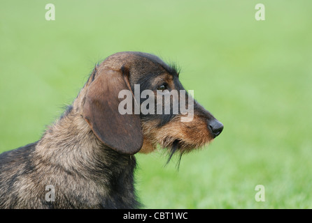 Rauhaar Dackel Hund Porträt im Garten Stockfoto