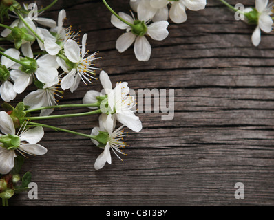 Spring Blossom Cherry Blumen über Holz- Hintergrund Stockfoto