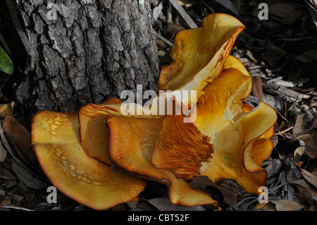 Orange schälen Pilze (Aleuria Aurantia) wachsen an der Unterseite eines Baumes in Zentral-Florida Stockfoto