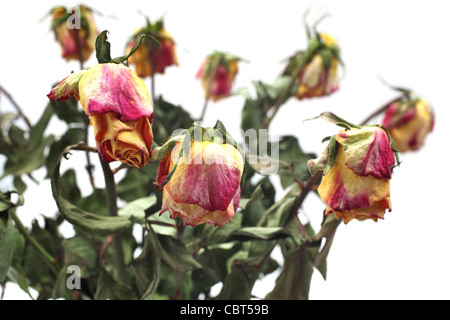 verwelkten Blumen Stockfoto
