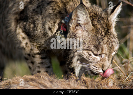 Wilde Iberische Luchs mit GPS-tracking-Kragen befestigt, Fütterung auf den Kadaver eines Hirsches. Stockfoto