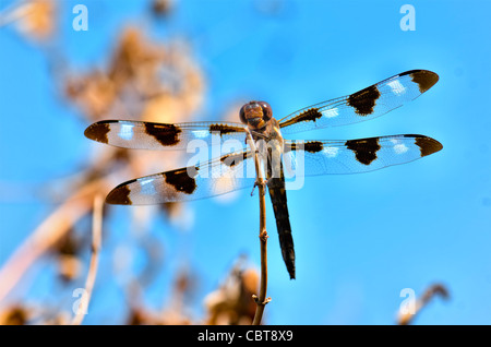 Zwölf entdeckt Abstreicheisen Libelle, Libellula Pulchella. Oklahoma, USA. Stockfoto